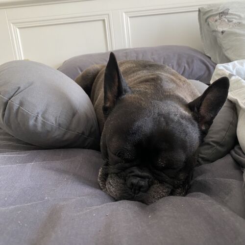 Butterfly Maternity Pillow Reviews Tell Me Baby