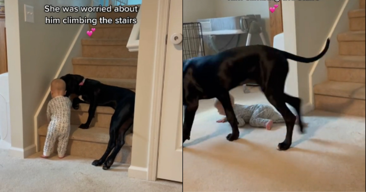 Can Dog Climb Stairs